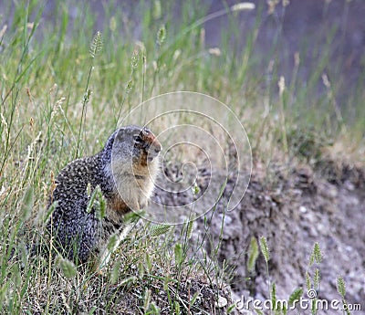 Alert Columbian Ground Squirrel Stock Photo