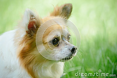 Alert and curious. Dog pet outdoor. Pomeranian spitz dog walk on nature. Pedigree dog. Cute small dog play on green Stock Photo