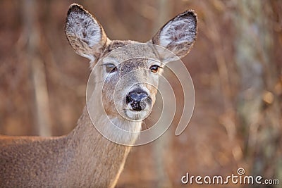 Alert Deer Stock Photo