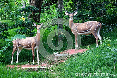 Alert Deer in Green Woodland Stock Photo