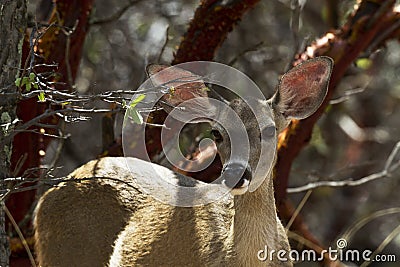 Alert Deer in Ramsey Canyon, Arizona Stock Photo
