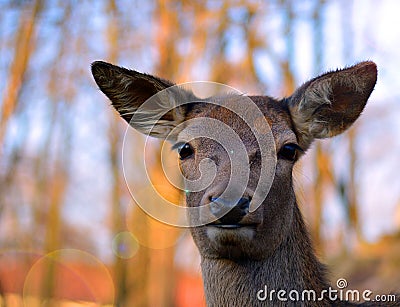 The alert deer Stock Photo