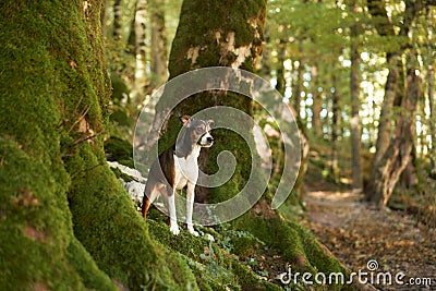 Alert Dog in Forest, A vigilant mixbreed stands in the woods Stock Photo