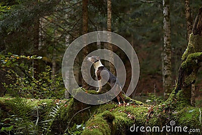 Alert Dog in Forest, A vigilant mixbreed stands in the woods Stock Photo
