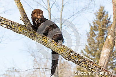 Alert fisher in tree Stock Photo