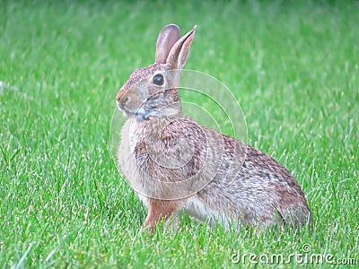 Alert garden bunny rabbit in backyard 2021 Stock Photo
