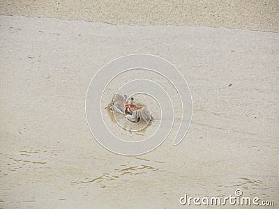 Alert ghost crab on the beach. Ocypode ryderi Stock Photo