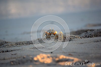 Alert ghost crab on sands Stock Photo