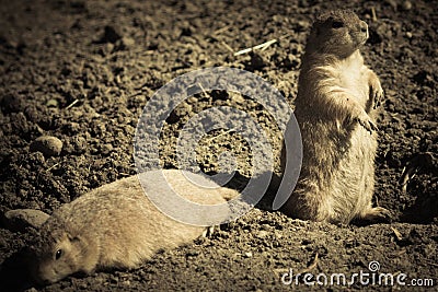 Alert gopher Stock Photo