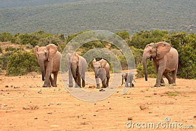 Alert herd of elephants Stock Photo