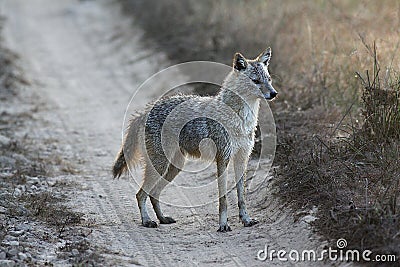 Alert Indian Jackal on Dirt Road in Kanha National Park, India Stock Photo