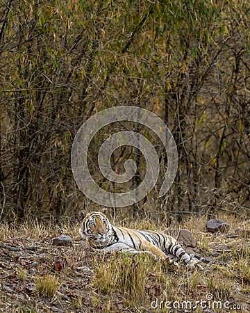 Alert Indian wild male bengal tiger or panthera tigris tigris at bandhavgarh national park Stock Photo