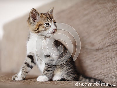 Alert kitten cat Stock Photo