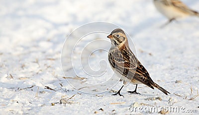 An alert Lapland longspur standing on snow Stock Photo