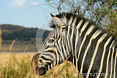 Alert - Mountain Zebra Stock Photo