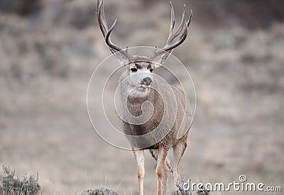 Alert mule deer buck Stock Photo