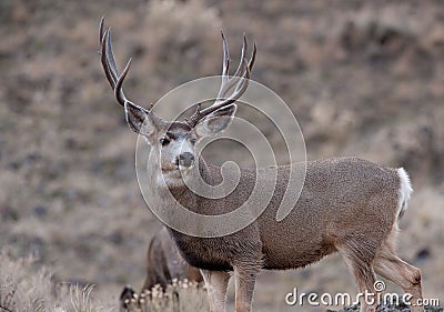 Alert mule deer buck Stock Photo