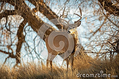Alert Mule Deer Buck pauses while ambling through woodlot Stock Photo