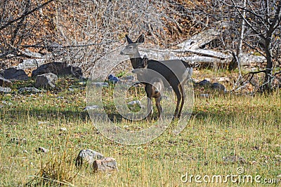 Alert Mule Deer Doe and Fawn Stock Photo