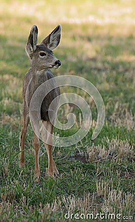 Alert mule deer fawn Stock Photo