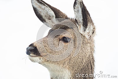 Alert Mule Deer Fawn - facial Expression Stock Photo