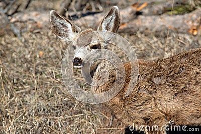 Mule deer alert and watching out Stock Photo