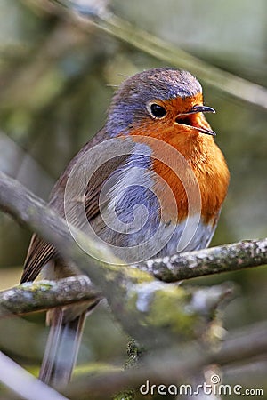 Alert robin sits in a tree singing away Stock Photo