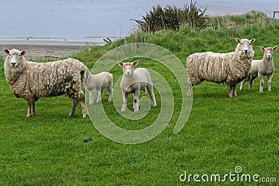 Alert Sheep Stock Photo