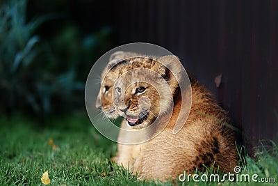 Alert small lion cub with brown fur Stock Photo