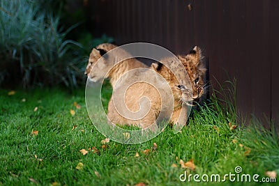 Alert small lion cub with brown fur Stock Photo