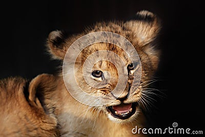 Alert small lion cub close up Stock Photo