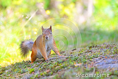 Alert small squirrel on ground Stock Photo