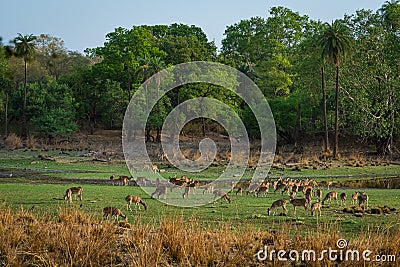 Alert Spotted deer herd after an alarm call by a sambar deer in rajbaug lake at Ranthambore Stock Photo