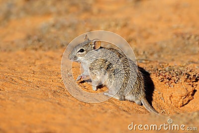 Alert striped mouse in natural habitat Stock Photo