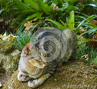 Alert Tabby Cat Surrounded By Vegetation Stock Photo