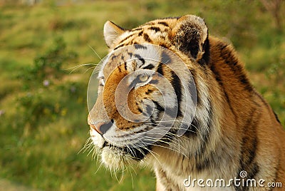 Alert tiger Stock Photo