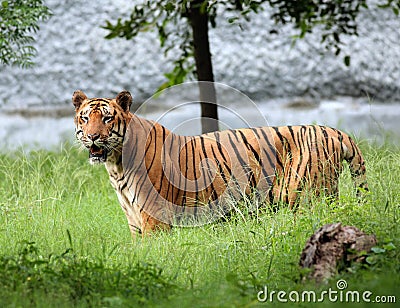 Alert tigress Stock Photo