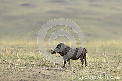 Alert Warthog in dry grassland at Masai Mara, Kenya, Stock Photo