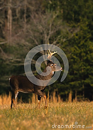 Alert Whitetail Buck Stock Photo