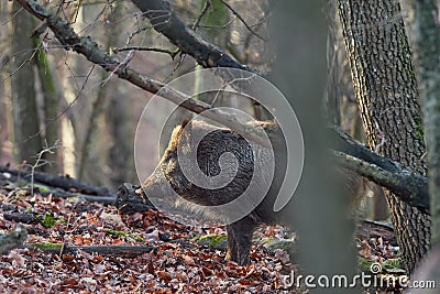 Alert wild boar, sus scrofa, standing fierceful on a forest in autumntime Stock Photo