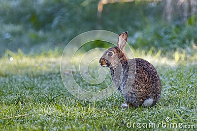 Alert wild common rabbit (Oryctolagus cuniculus) sitting in a meadow on a frosty morning Stock Photo