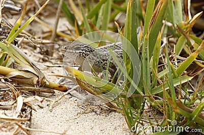 Alert wild lizard Stock Photo