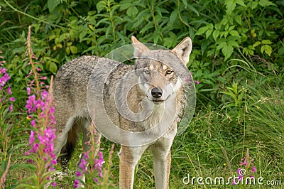 An alert wolf Stock Photo