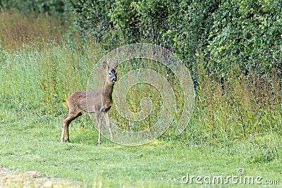 Alert young male European Roe Deer Stock Photo