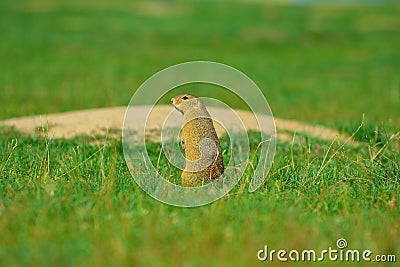 Alerted squirrel . Ground squirrel alert and watching around. Cute mammal Stock Photo