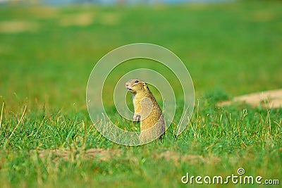 Alerted squirrel . Ground squirrel alert and watching around. Cute mammal Stock Photo