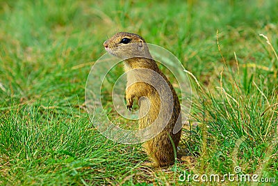 Alerted squirrel . Ground squirrel alert and watching around. Cute mammal Stock Photo