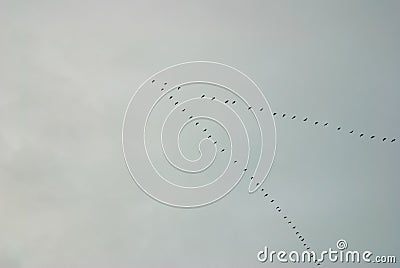 Aleutian Cackling Geese in V Formation Stock Photo