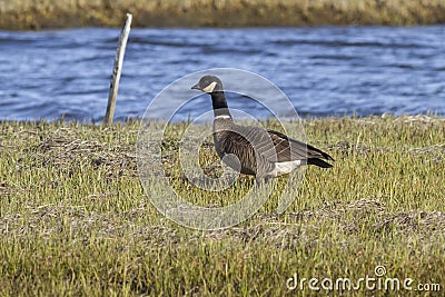 Aleutian Goose standing on the river bank on the island of Bering summer day Stock Photo