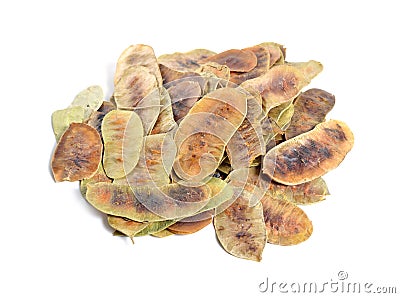 Alexandrina senna pods. Cassia senna, Egyptian senna, Tinnevelly senna, East Indian senna isolated on white background Stock Photo